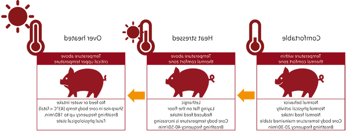 Heat stress in swine